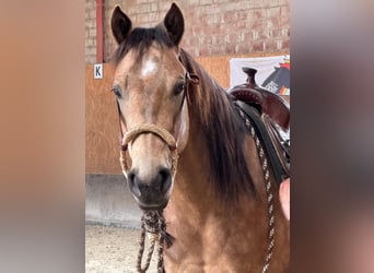 American Quarter Horse, Giumenta, 5 Anni, 145 cm, Pelle di daino