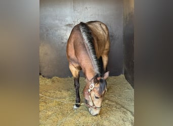 American Quarter Horse, Giumenta, 5 Anni, 145 cm, Pelle di daino