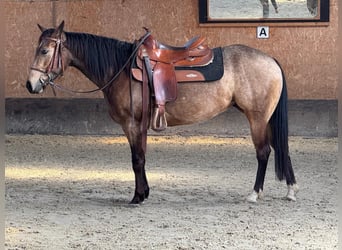American Quarter Horse, Giumenta, 5 Anni, 145 cm, Pelle di daino
