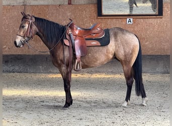 American Quarter Horse, Giumenta, 5 Anni, 145 cm, Pelle di daino