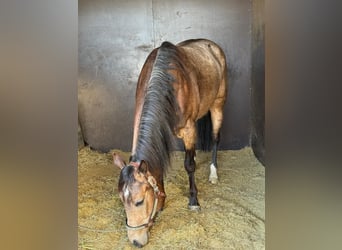 American Quarter Horse, Giumenta, 5 Anni, 145 cm, Pelle di daino