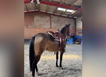 American Quarter Horse, Giumenta, 5 Anni, 145 cm, Pelle di daino