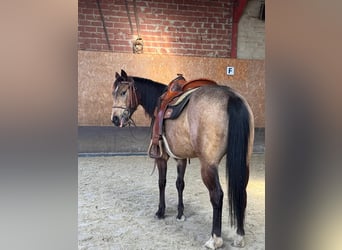 American Quarter Horse, Giumenta, 5 Anni, 145 cm, Pelle di daino
