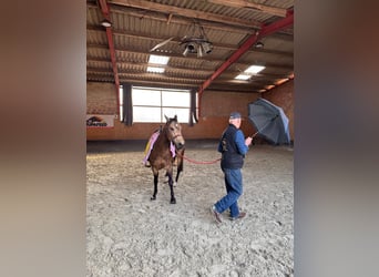American Quarter Horse, Giumenta, 5 Anni, 145 cm, Pelle di daino