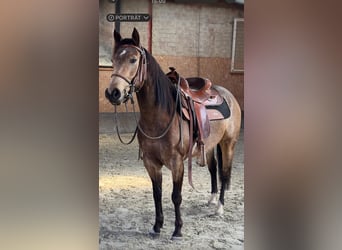 American Quarter Horse, Giumenta, 5 Anni, 145 cm, Pelle di daino