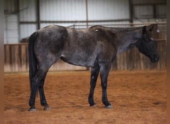 American Quarter Horse, Giumenta, 5 Anni, 145 cm, Roano blu