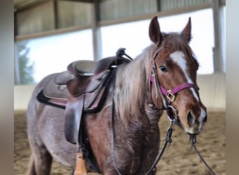American Quarter Horse, Giumenta, 5 Anni, 145 cm, Roano rosso