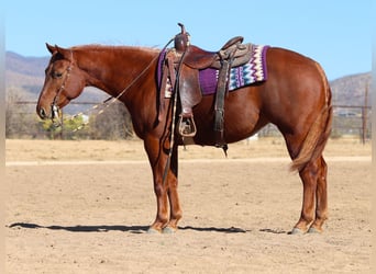 American Quarter Horse, Giumenta, 5 Anni, 145 cm, Sauro ciliegia