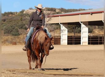 American Quarter Horse, Giumenta, 5 Anni, 145 cm, Sauro ciliegia