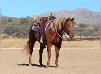 American Quarter Horse, Giumenta, 5 Anni, 145 cm, Sauro ciliegia