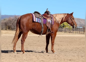 American Quarter Horse, Giumenta, 5 Anni, 145 cm, Sauro ciliegia