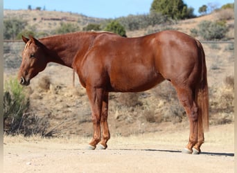 American Quarter Horse, Giumenta, 5 Anni, 145 cm, Sauro ciliegia