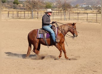 American Quarter Horse, Giumenta, 5 Anni, 145 cm, Sauro ciliegia