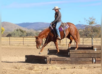 American Quarter Horse, Giumenta, 5 Anni, 145 cm, Sauro ciliegia