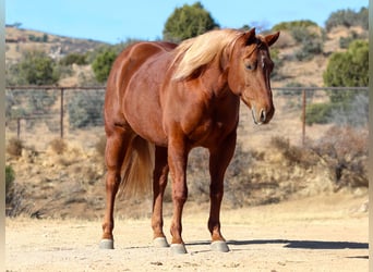 American Quarter Horse, Giumenta, 5 Anni, 145 cm, Sauro ciliegia