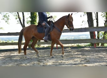 American Quarter Horse, Giumenta, 5 Anni, 145 cm, Sauro
