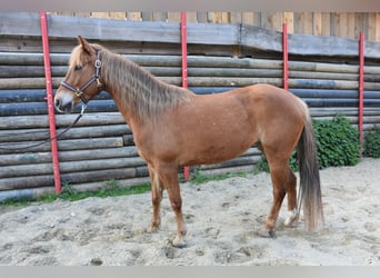 American Quarter Horse, Giumenta, 5 Anni, 145 cm, Sauro
