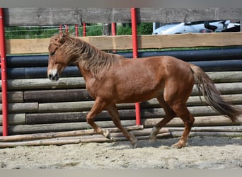 American Quarter Horse, Giumenta, 5 Anni, 145 cm, Sauro