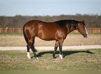 American Quarter Horse, Giumenta, 5 Anni, 147 cm, Baio ciliegia