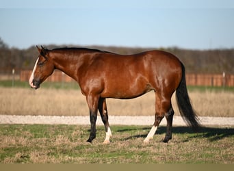 American Quarter Horse, Giumenta, 5 Anni, 147 cm, Baio ciliegia