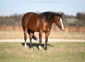 American Quarter Horse, Giumenta, 5 Anni, 147 cm, Baio ciliegia