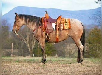American Quarter Horse, Giumenta, 5 Anni, 147 cm, Baio roano