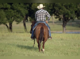 American Quarter Horse, Giumenta, 5 Anni, 147 cm, Sauro ciliegia