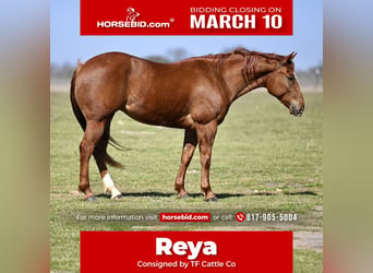 American Quarter Horse, Giumenta, 5 Anni, 147 cm, Sauro ciliegia