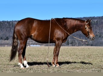 American Quarter Horse, Giumenta, 5 Anni, 147 cm, Sauro ciliegia