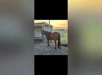 American Quarter Horse, Giumenta, 5 Anni, 148 cm, Baio