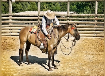 American Quarter Horse, Giumenta, 5 Anni, 148 cm, Dunalino