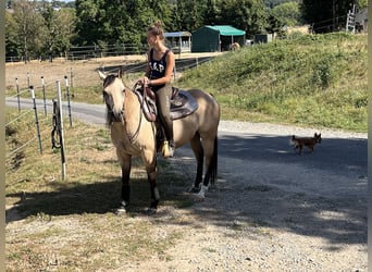 American Quarter Horse, Giumenta, 5 Anni, 148 cm, Pelle di daino