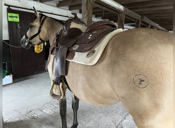 American Quarter Horse, Giumenta, 5 Anni, 148 cm, Pelle di daino
