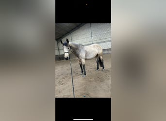 American Quarter Horse, Giumenta, 5 Anni, 148 cm, Pelle di daino