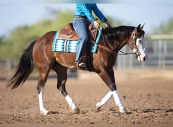 American Quarter Horse, Giumenta, 5 Anni, 148 cm