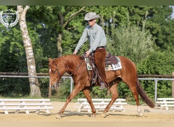 American Quarter Horse, Giumenta, 5 Anni, 148 cm, Sauro