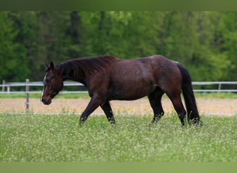 American Quarter Horse, Giumenta, 5 Anni, 149 cm, Baio roano