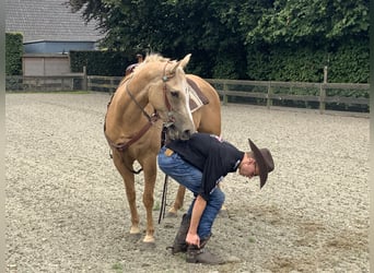 American Quarter Horse, Giumenta, 5 Anni, 149 cm, Palomino