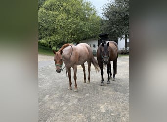 American Quarter Horse, Giumenta, 5 Anni, 149 cm, Roano rosso