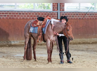 American Quarter Horse, Giumenta, 5 Anni, 149 cm, Roano rosso