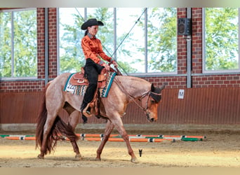 American Quarter Horse, Giumenta, 5 Anni, 149 cm, Roano rosso