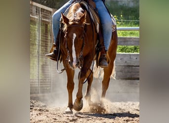 American Quarter Horse, Giumenta, 5 Anni, 149 cm, Sauro