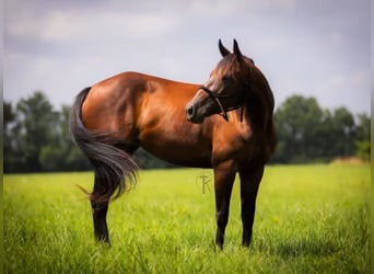 American Quarter Horse, Giumenta, 5 Anni, 150 cm, Baio ciliegia