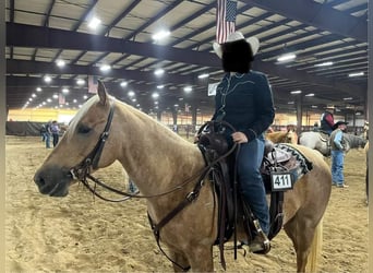 American Quarter Horse, Giumenta, 5 Anni, 150 cm, Palomino