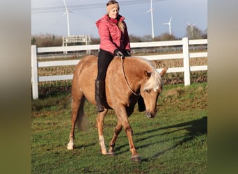 American Quarter Horse Mix, Giumenta, 5 Anni, 150 cm, Palomino