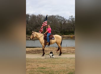 American Quarter Horse, Giumenta, 5 Anni, 150 cm, Pelle di daino