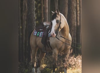 American Quarter Horse, Giumenta, 5 Anni, 150 cm, Pelle di daino