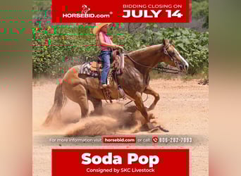 American Quarter Horse, Giumenta, 5 Anni, 150 cm, Red dun