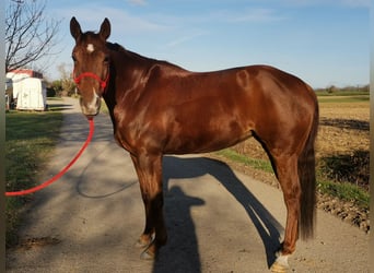 American Quarter Horse, Giumenta, 5 Anni, 150 cm, Sauro scuro