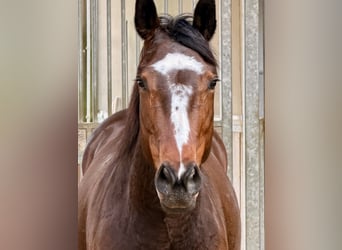 American Quarter Horse, Giumenta, 5 Anni, 151 cm, Baio